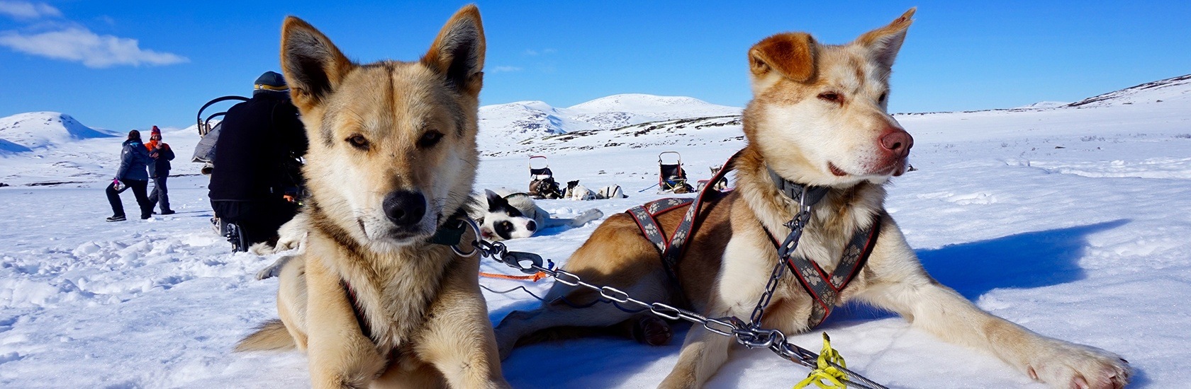 Booking and cancelation terms' Beito Husky Tours