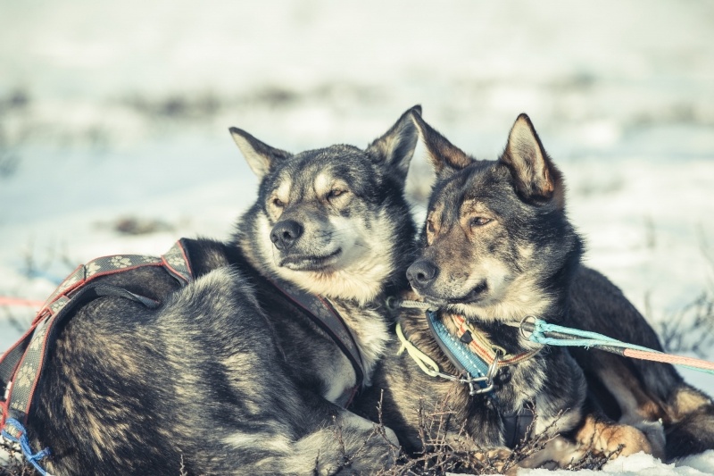 Fornøyde trekkhunder | Beito Husky Tours