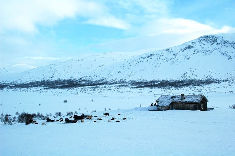 Dog sledding experience in the Langsua National Park | Beito Husky Tours