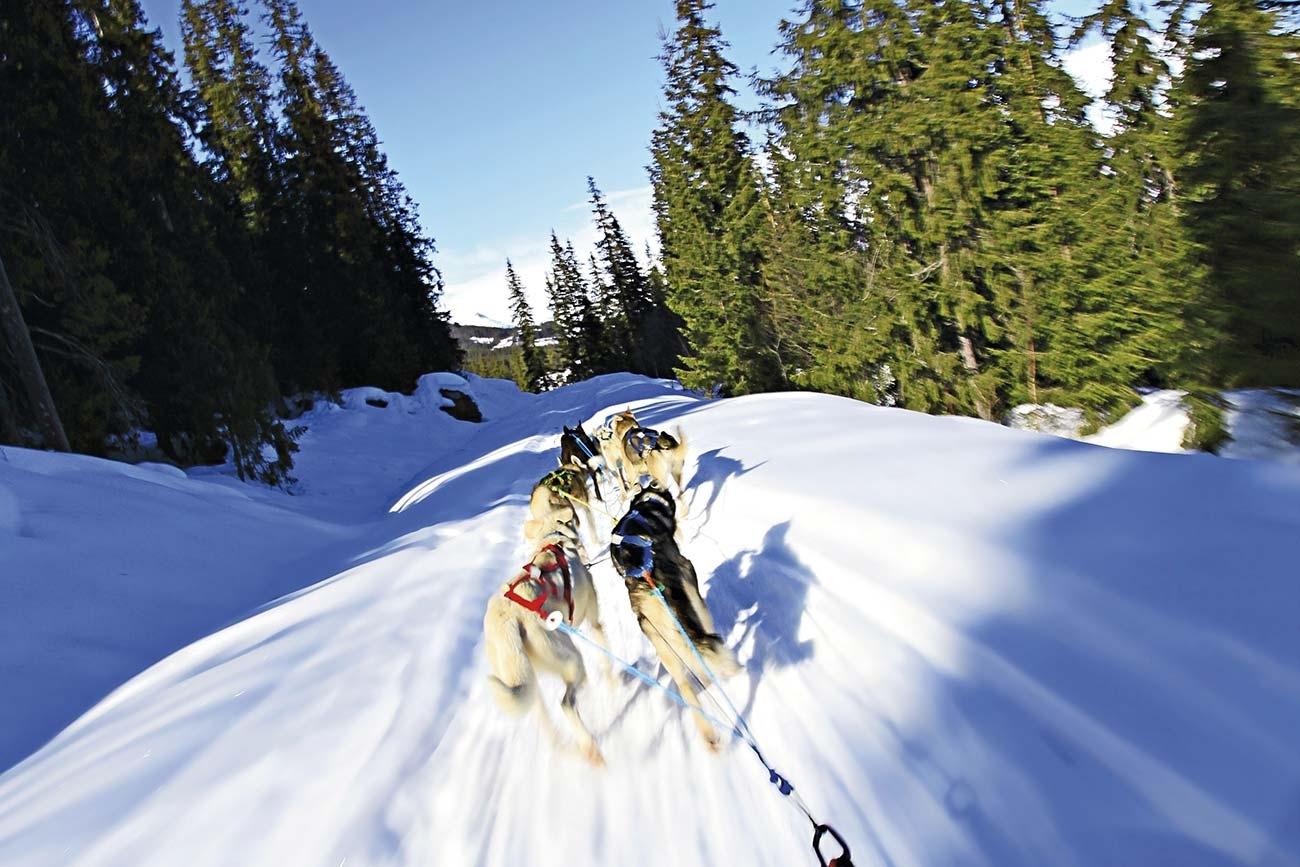 Opplev hundekjøring i et av de beste områder i Norge | Beito Husky Tours