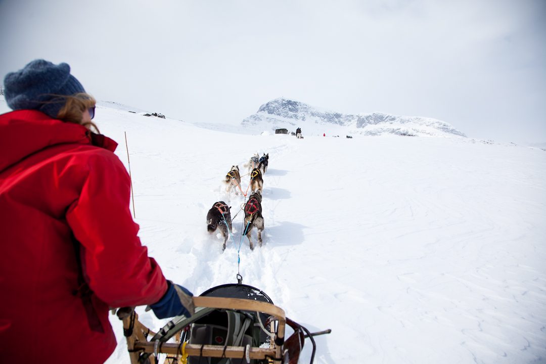 Hundespanntur med Bitihorn | Beito Husky Tours