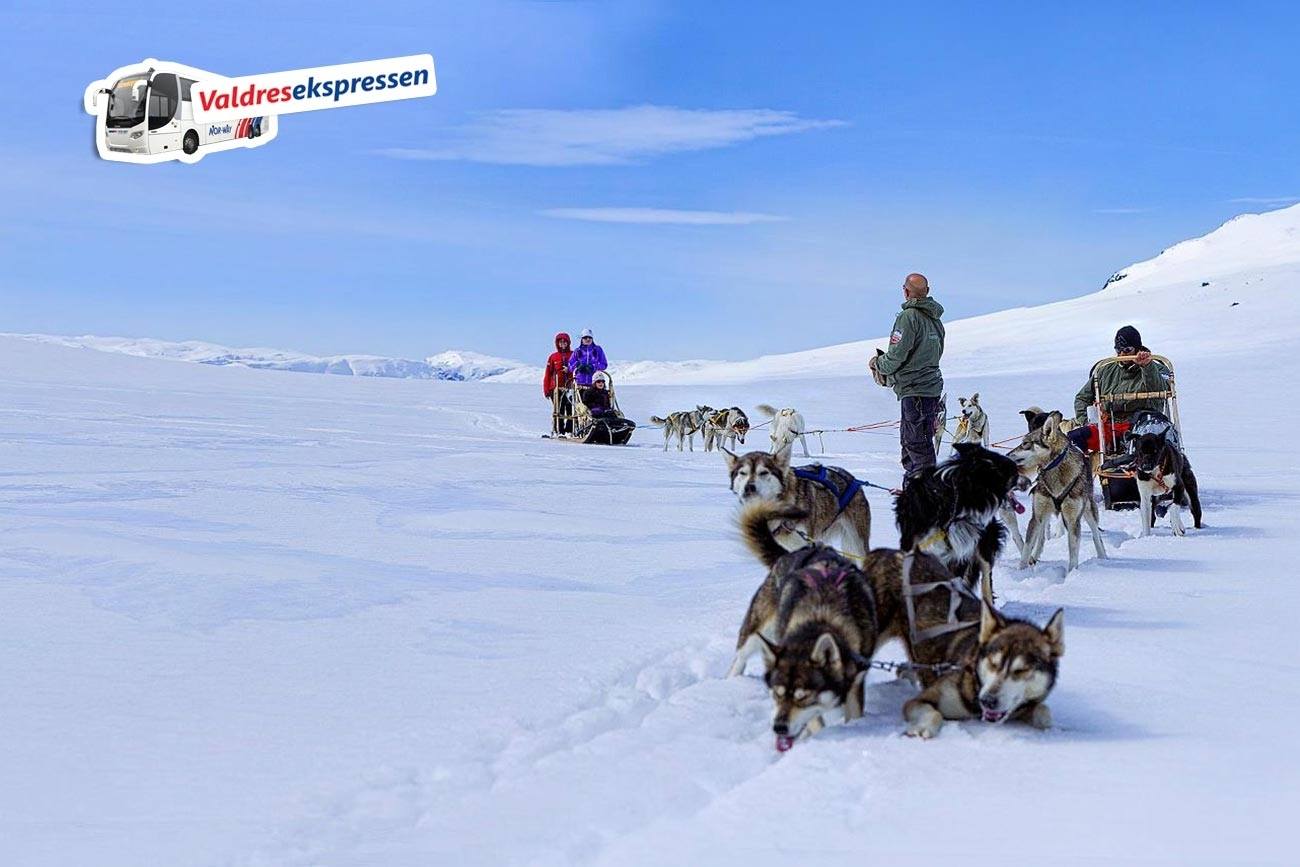 Hundekjøring dagstur fra Oslo