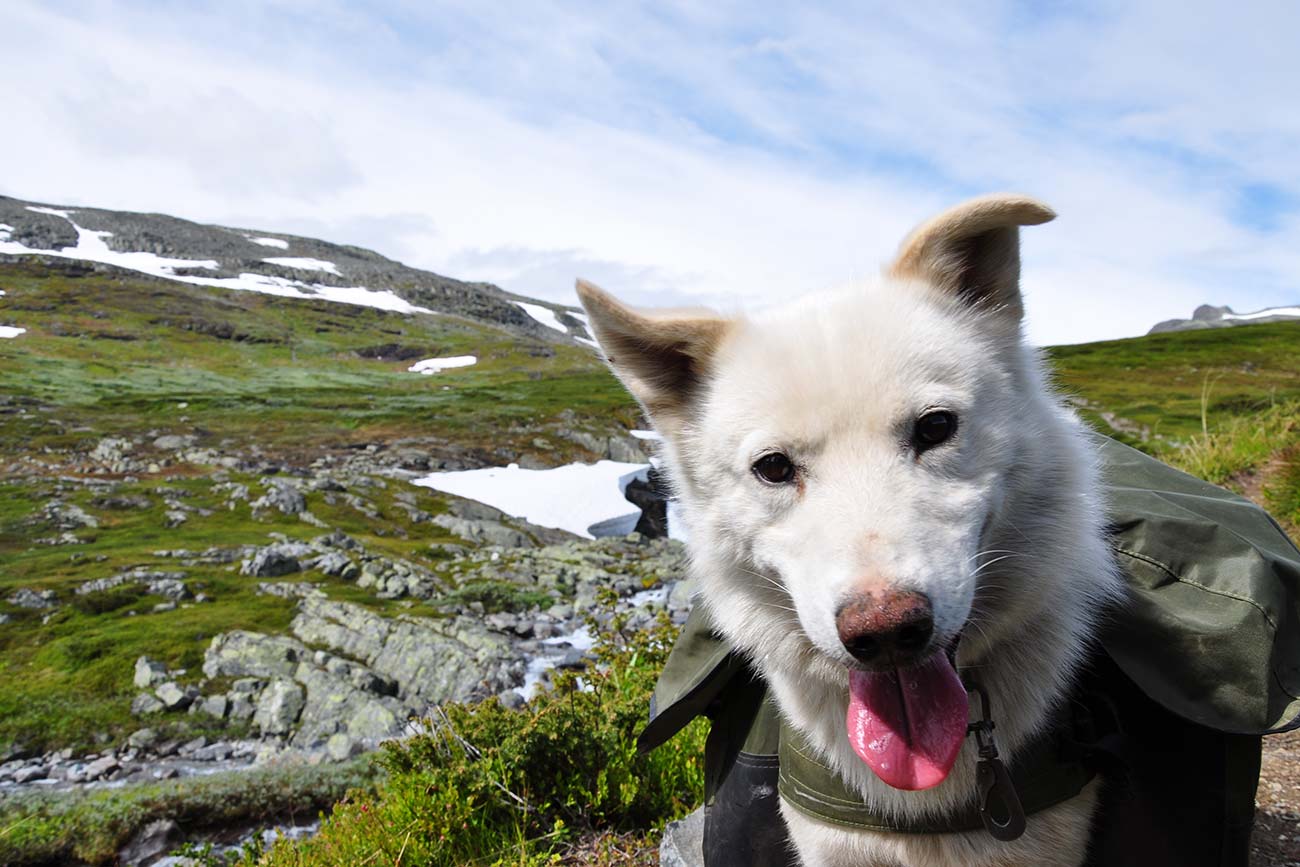 beito husky tours norway