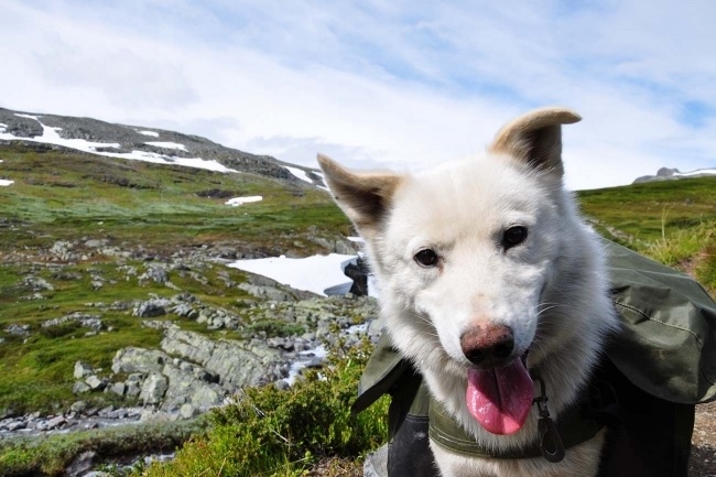 Husky Hike In The Mountains Of Norway