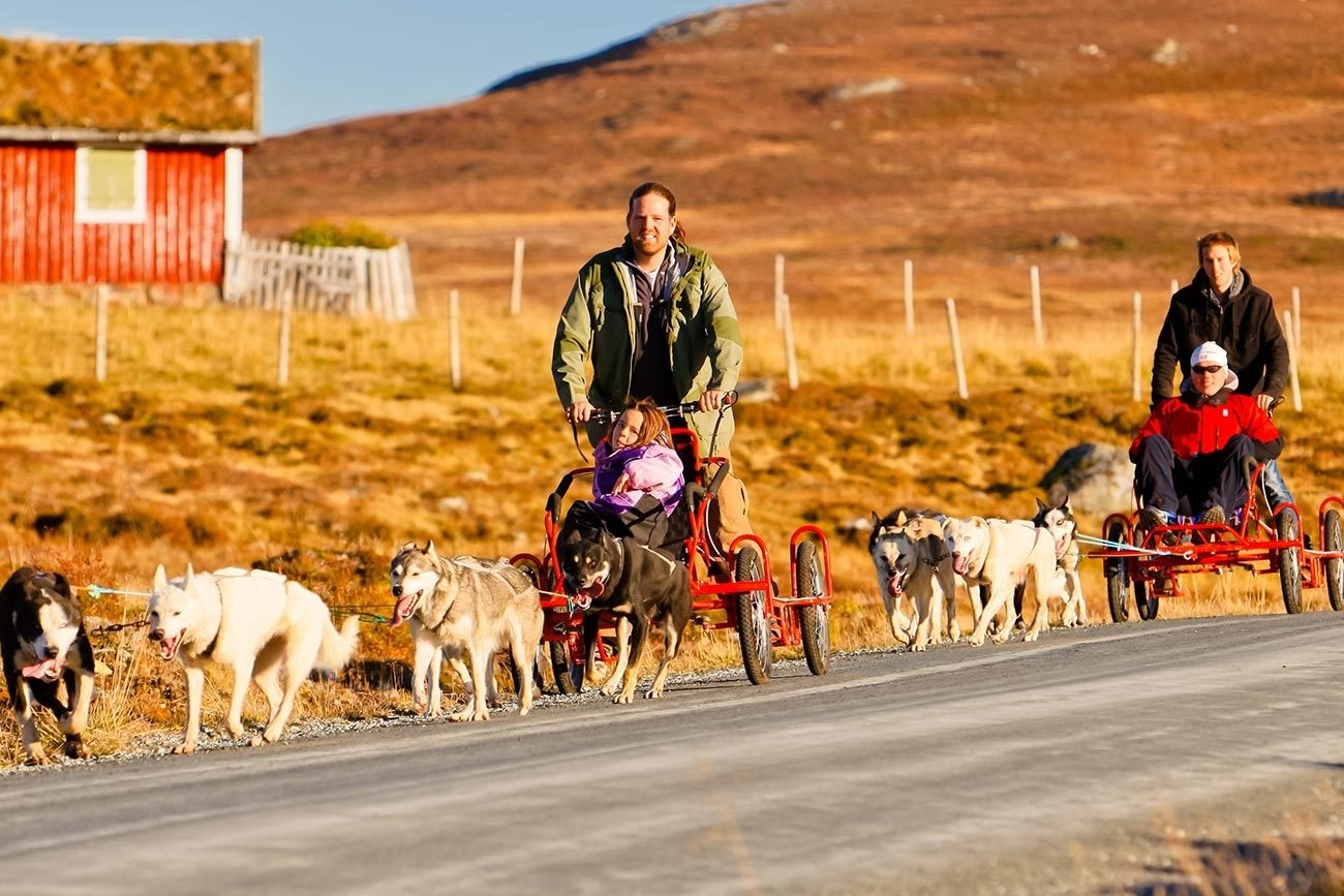 Dog sledding on wheels. Beito Husky TOurs