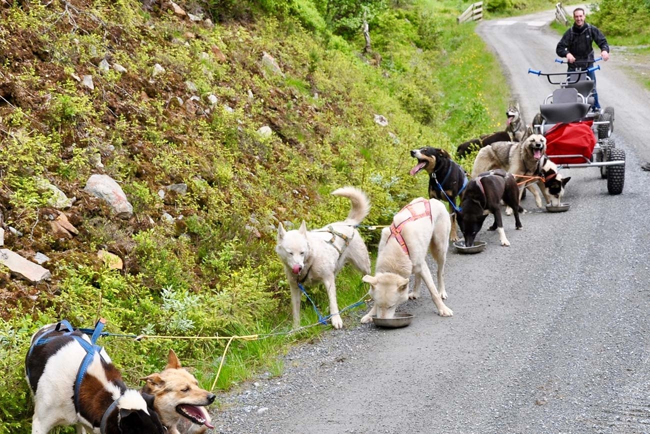 Husky Cart Safari Raudalen