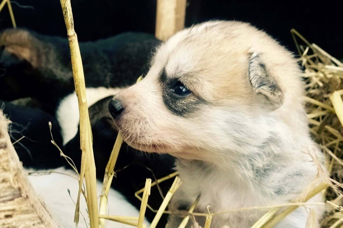 Puppy Training / Beito Husky Tours