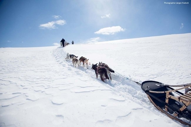 Lokes Heldagstur -hundekjører for en dag-