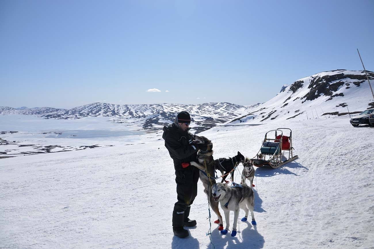 Ekte hundekjøring opplevelse i Valdres | Beito Husky Tours