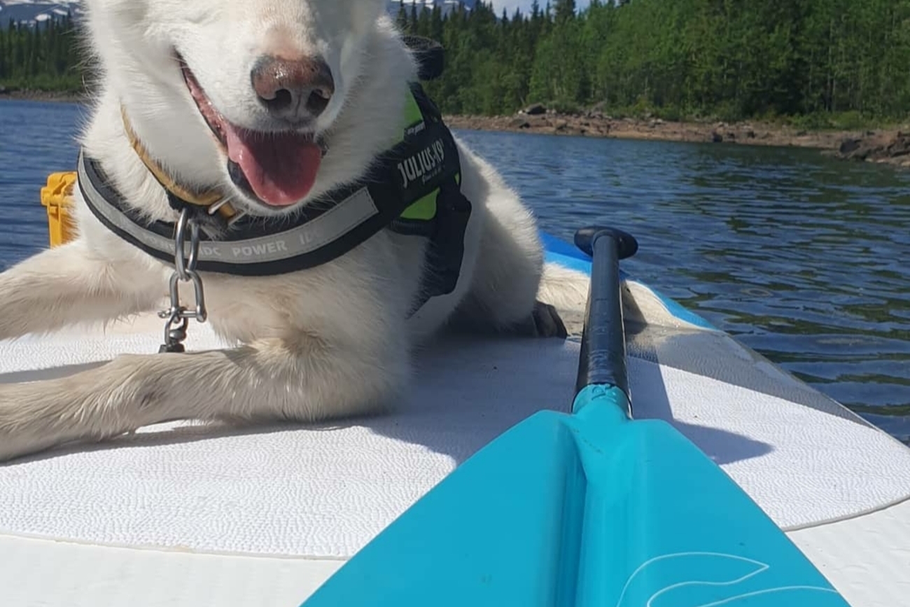 Sup with a PUP guided activity Beitostølen Norway / Beito Husky Tours