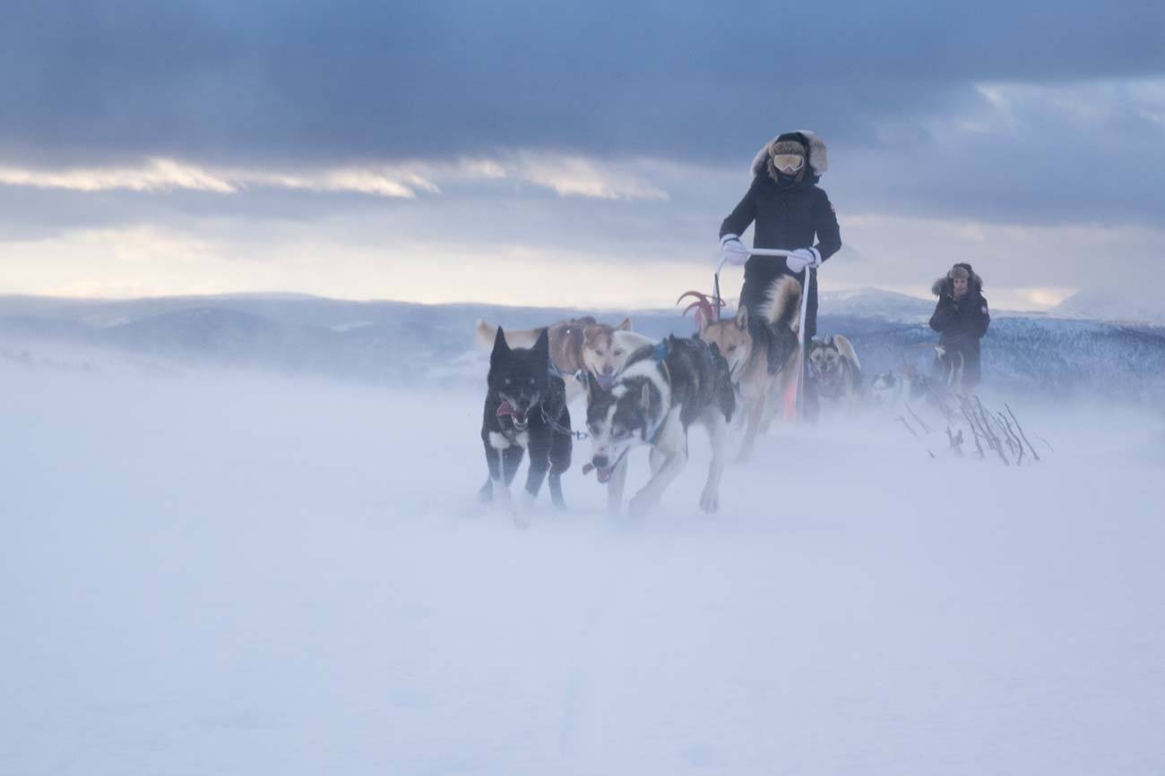 4 days dog sledding tour in Norway | Beito Husky Tours