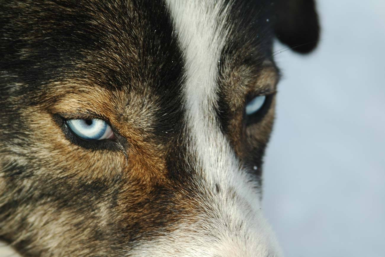 Beautiful blue eyed husky male | Beito Husky Tours