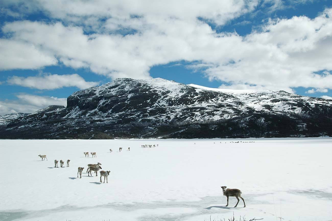 Wildlife in Langsua and Jotunheimen | Beito Husky Tours