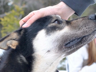 Some tips before coming on a dog sledding adventure