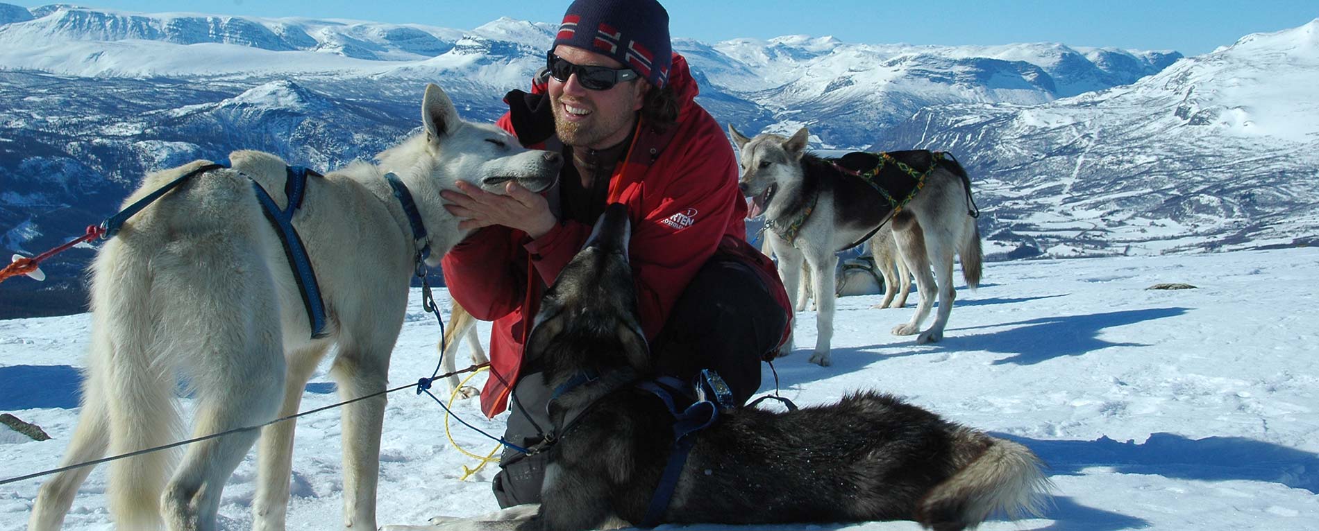 All about sled dogs