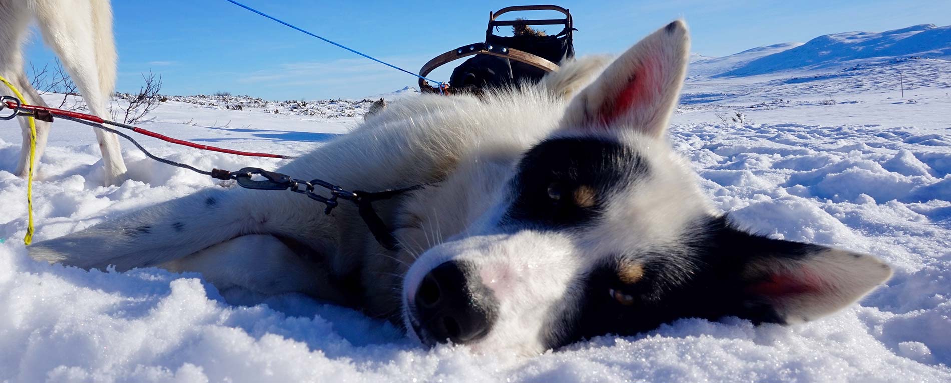 Vårt team Beito Husky Tours