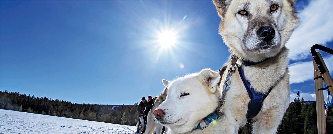Dog sledding in the heart of Norway: Book online | Beito Husky Tours