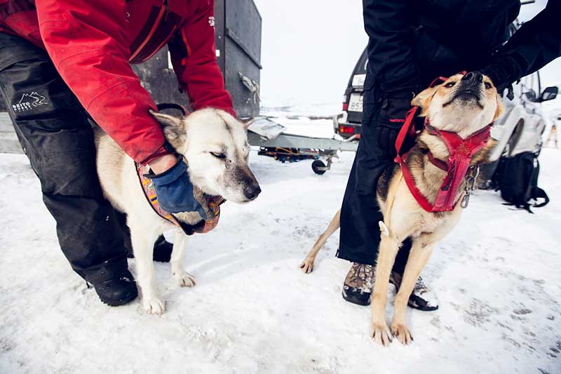 teambuilding activities in Beito Husky tours